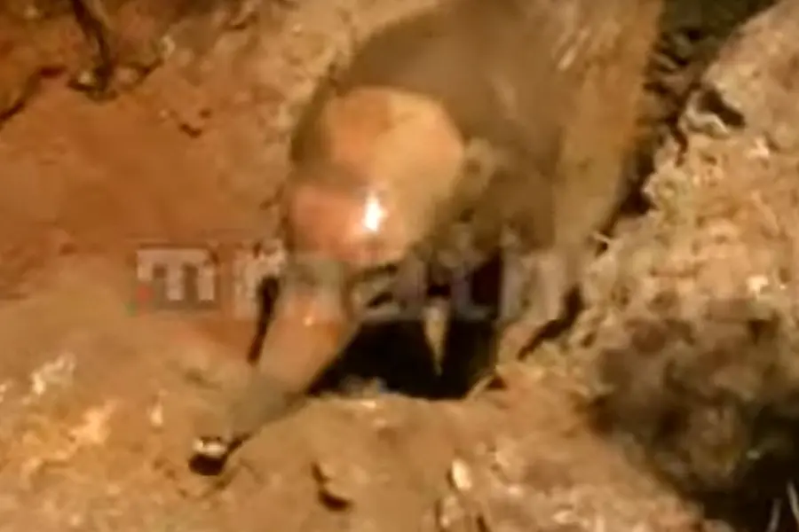 Elephant calf rescued from well in Malayattoor