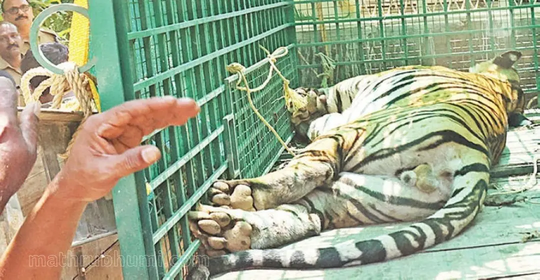 The tranquilised tiger when captured | Photo: C Sunilkumar
