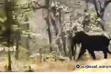 Belur Makhana’s wild companion rushes towards team: Capture mission continues on fifth day