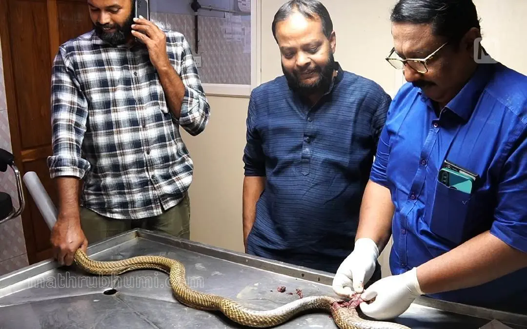 Surgery being performed at the veterinary centre.