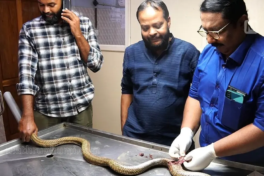 Cobra run over by car undergoes surgery in Kollam