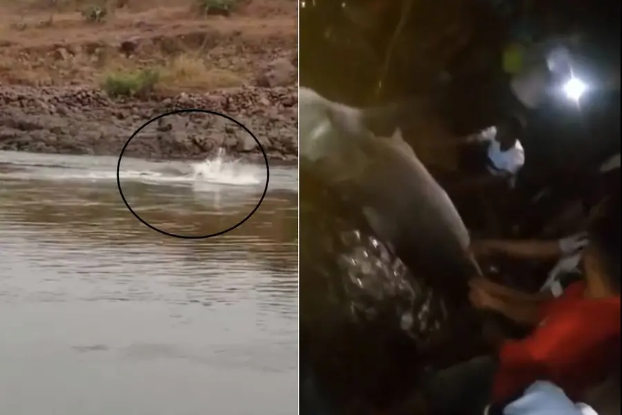 Shark nearly bites off man's leg in Maharashtra's Vaitarna river; locals kill fish