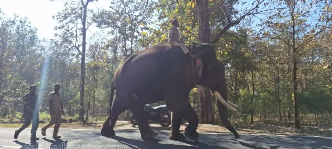 Task force venturing into the forest along with Kumki elephant to capture 'Belur Makhana'. (Photo: Mathrubhumi)