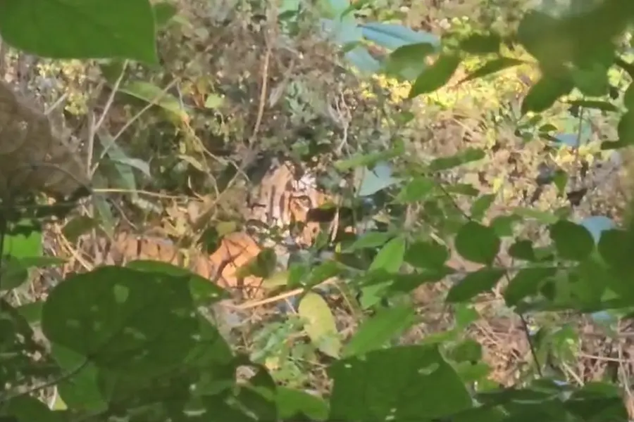 Efforts underway to rescue tiger stuck in wire fence at Kottiyoor | VIDEO