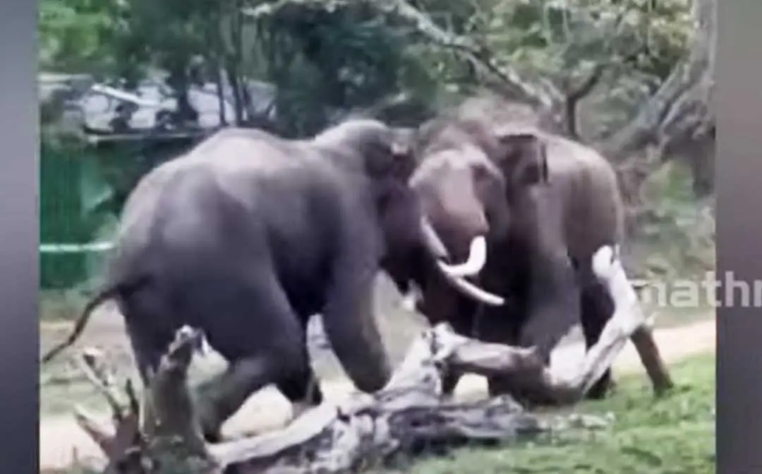 Elephants fighting at Bandipur