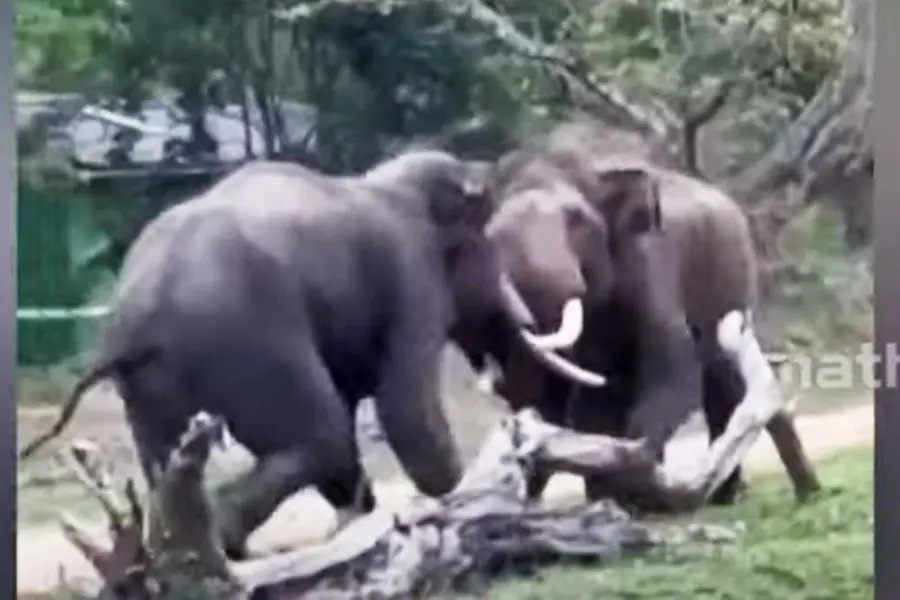 Elephants fight each other at Bandipur, See viral video