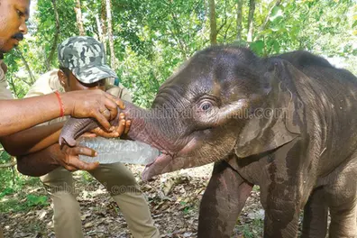 Abandoned elephant calf ‘Krishna’ awaits mother's return in temporary shelter in Attappady forest