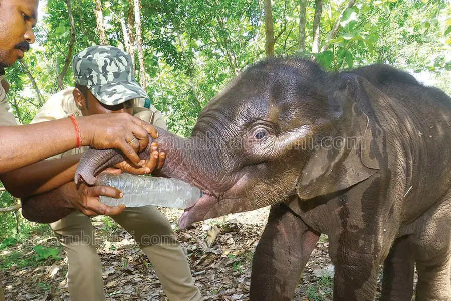 Abandoned elephant calf ‘Krishna’ awaits mother's return in temporary shelter in Attappady forest