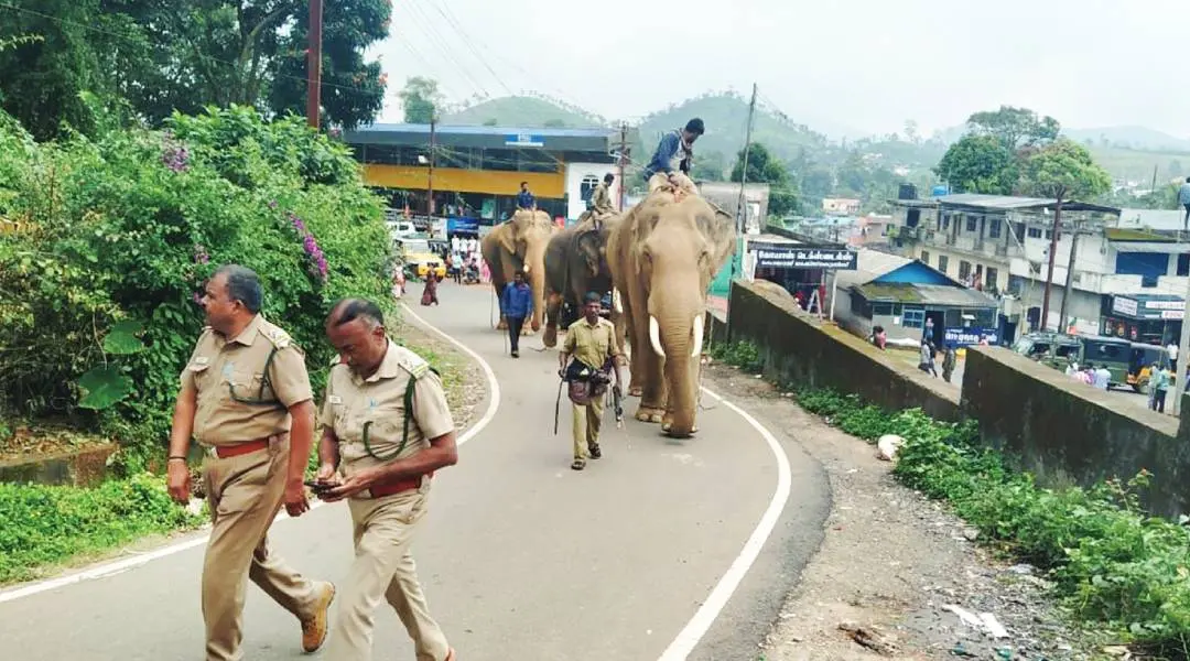 The Kumki elephants