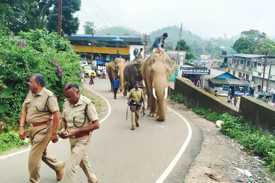 Kumki brought to scare away wild elephants turns out to be old friend