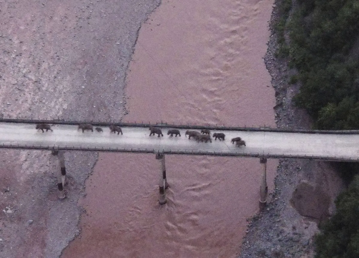 Elephant herd returning home | Photo: AP