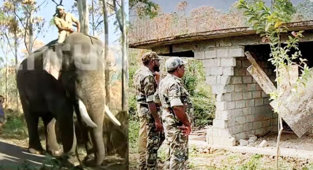 Kumki elephant Vikram, location where forest department set up ration store | Photo: Mathrubhumi News/ Screengrab