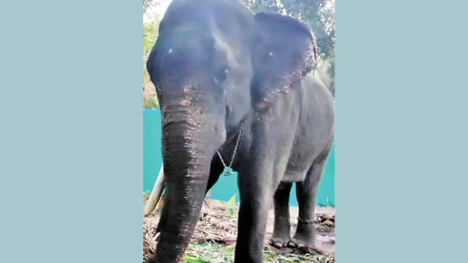 The elephant named 'Kolakkadan Kuttikrishnan' which met with the accident in Ernakulam yesterday. (Photo: MBI)