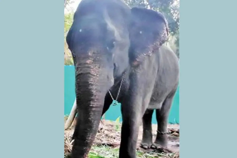 Elephant loses tusk in road accident in Ernakulam