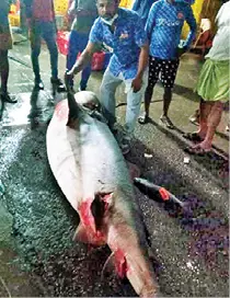 The huge shark