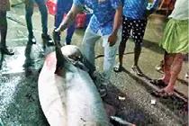Giant shark caught in Cherai harbour