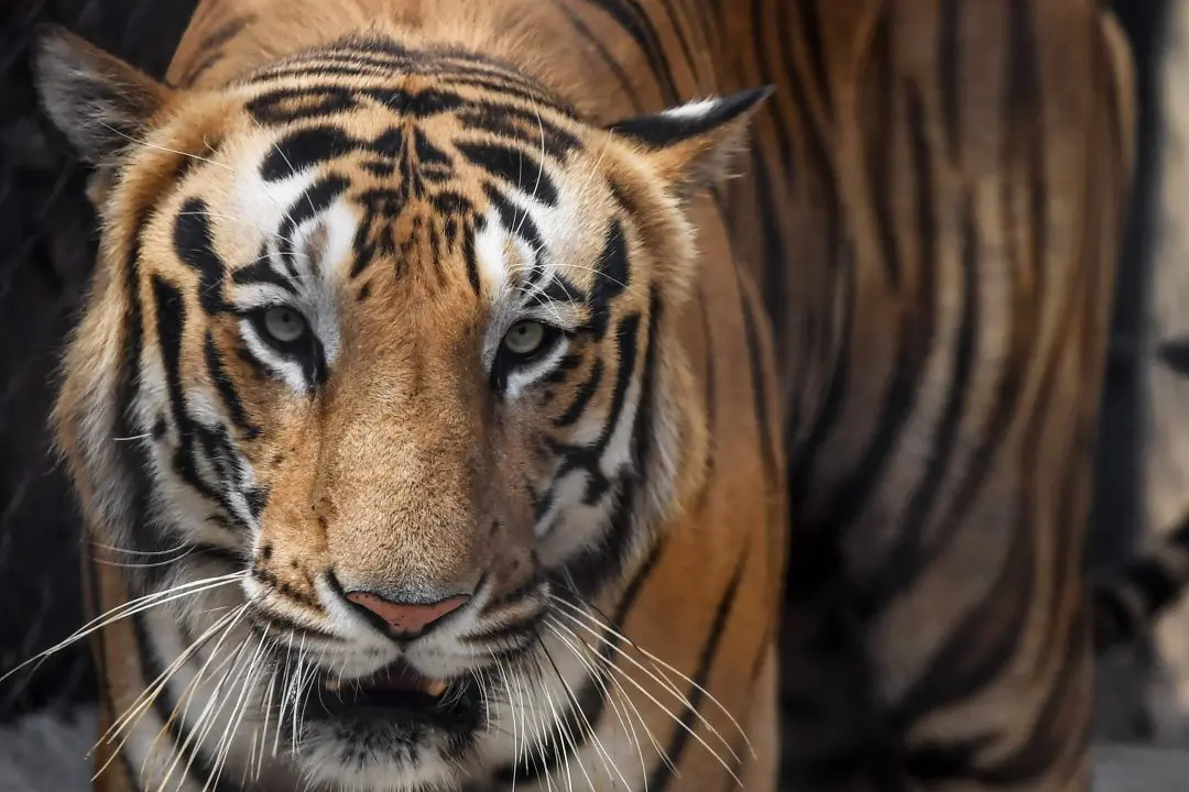 Representational Image | Photo: AFP