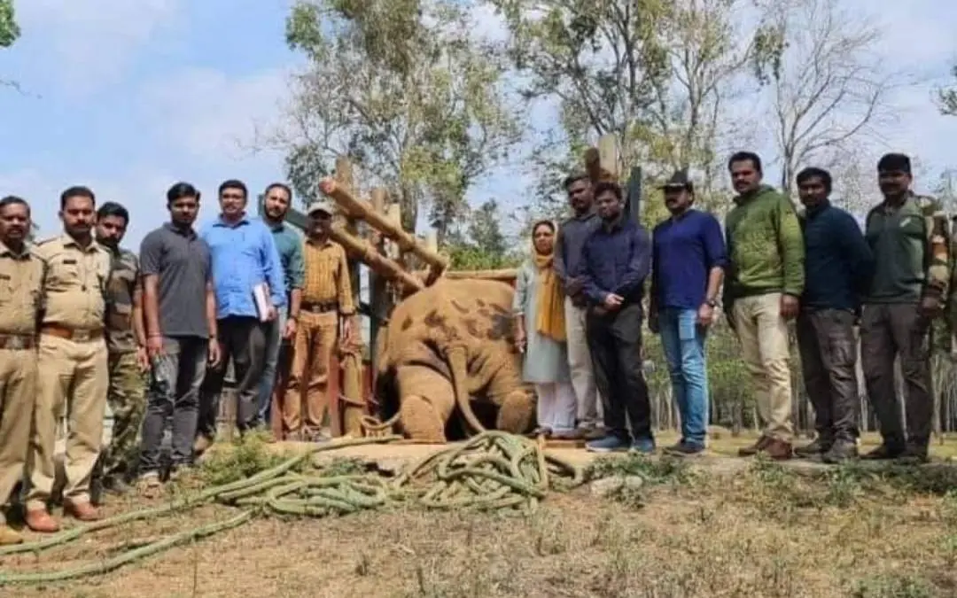 തണ്ണീര്ക്കൊമ്പന്റെ ജഡത്തിന് മുന്നില് വനംവകുപ്പ് ജീവനക്കാര് | Photo: Special Arrangement