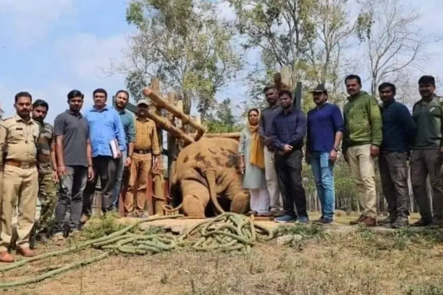 തണ്ണീർക്കൊമ്പന്റെ ജഡത്തിനുമുന്നിൽ 'ഫോട്ടോഷൂട്ടെ'ന്ന് ആരോപണം; വനംവകുപ്പ് ജീവനക്കാർക്കെതിരെ പരാതി