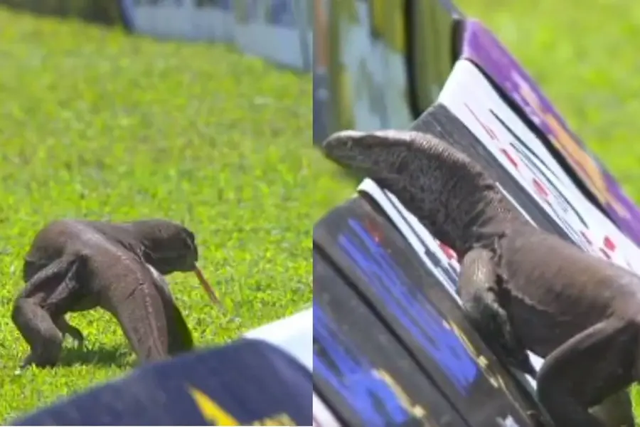 Monitor Lizard makes entry into cricket ground in Sri Lanka | Video