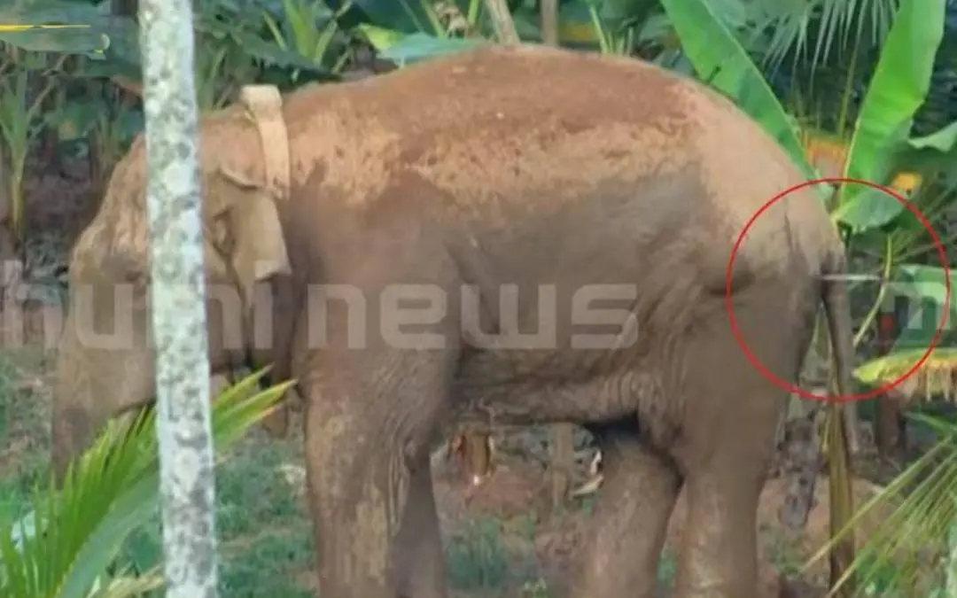 മയക്കുവെടിയേറ്റ ആന | Photo: Screen grab/ Mathrubhumi News