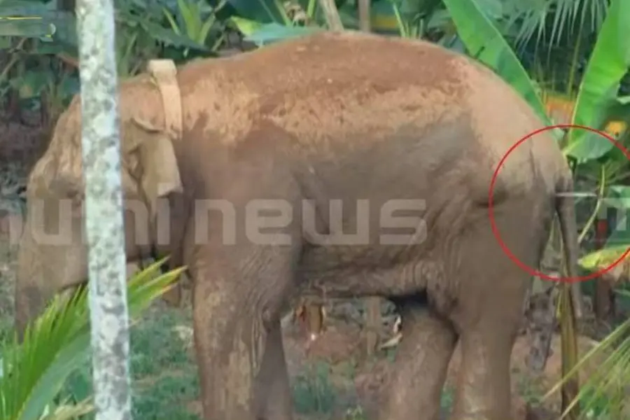 മാനന്തവാടിയിലെ കാട്ടാനയ്ക്ക് ആദ്യ മയക്കുവെടി വെച്ചു; വാഴത്തോട്ടത്തില്നിന്ന് പുറത്തെത്തിക്കാൻ ശ്രമം