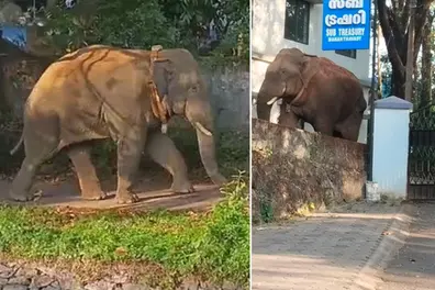 Panic grips residents as wild tusker ventures into Mananthavady in Wayanad
