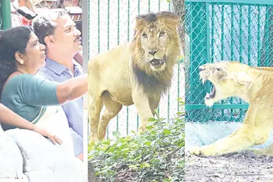 Leo, Nayla are the latest attractions at TVM Zoo; Minister names new lion, lioness