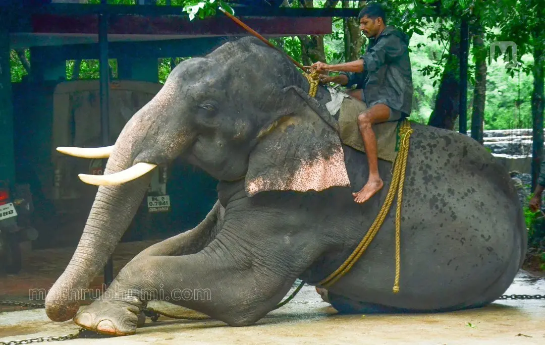 Representational Image | Photo: Arun Krishnankutty|Mathrubhumi