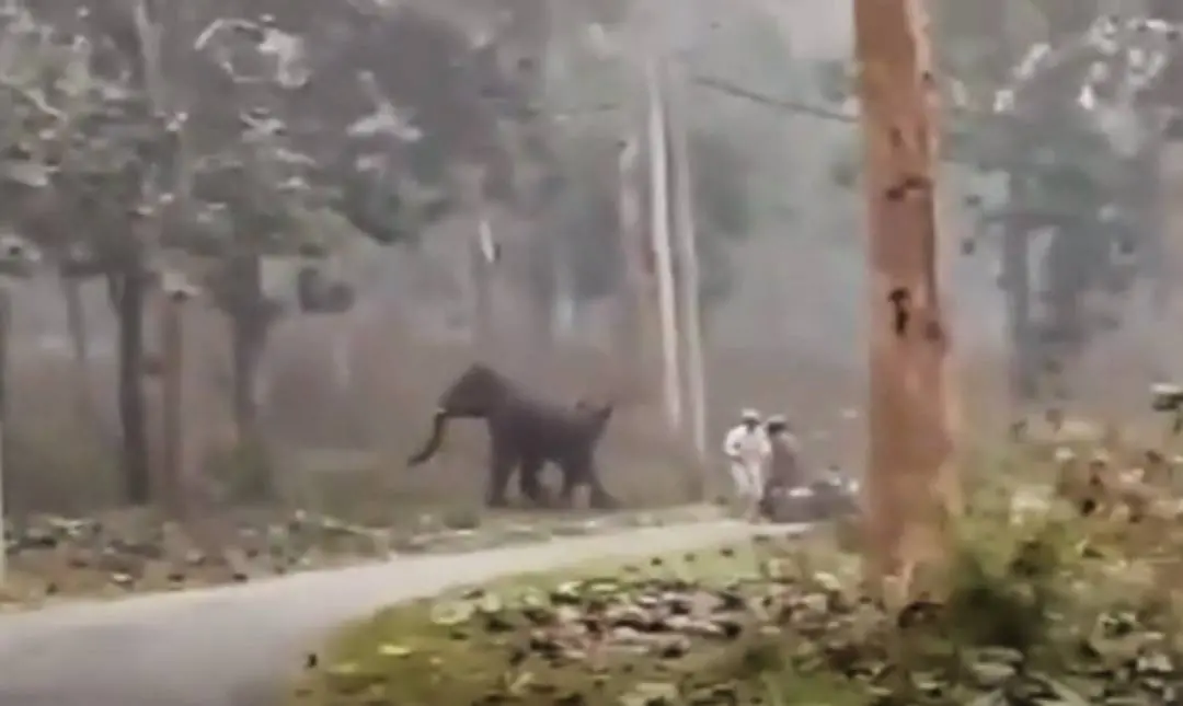 The elephant encounter in Chekadi