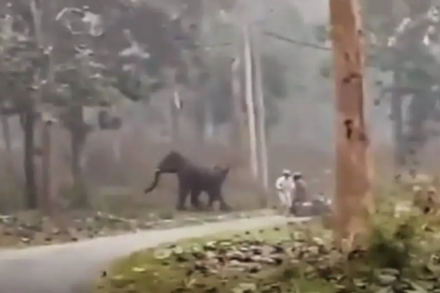 Bike riders' close encounter with wild elephant in Chekadi, miraculous escape caught on Video