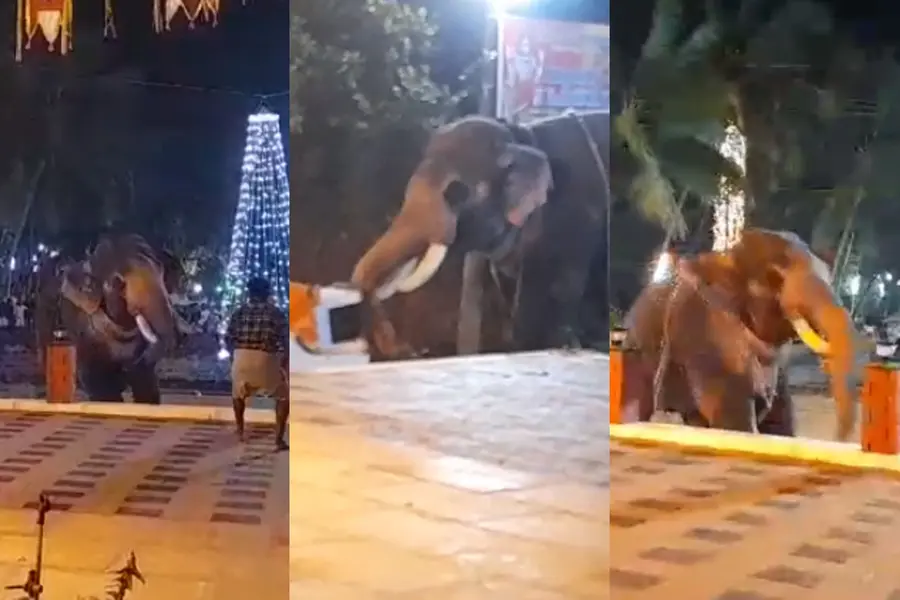 Elephant turns violent during temple festival in Koyilandy; Mahout injured