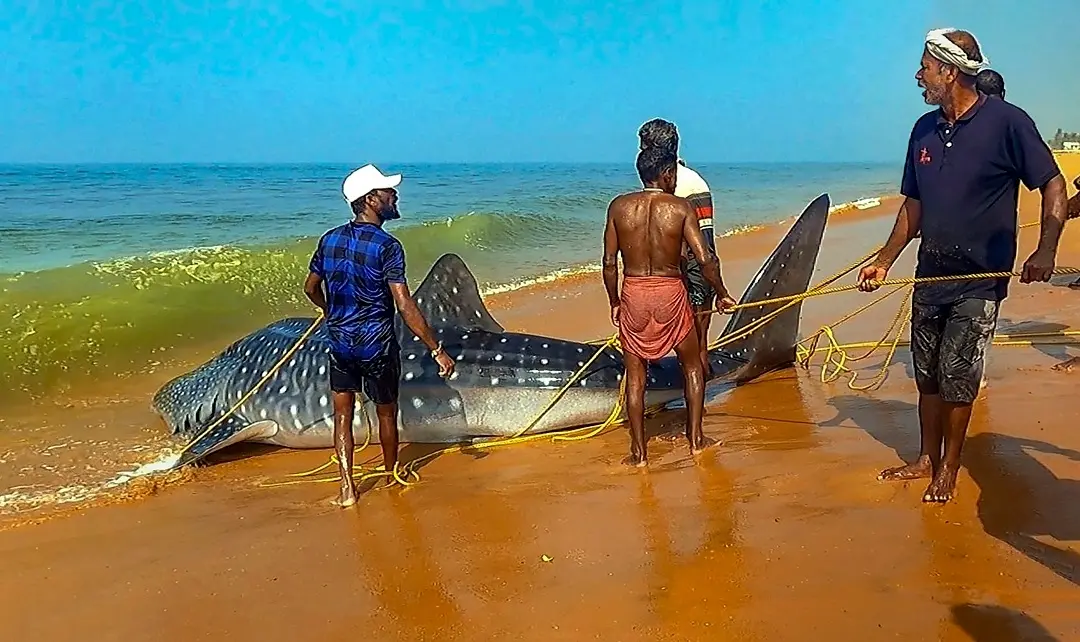 Fishermen try to release whale shark back into the sea after it got entangled in a fishing net cast by them, at Shankumugham Beach | File photo: PTI