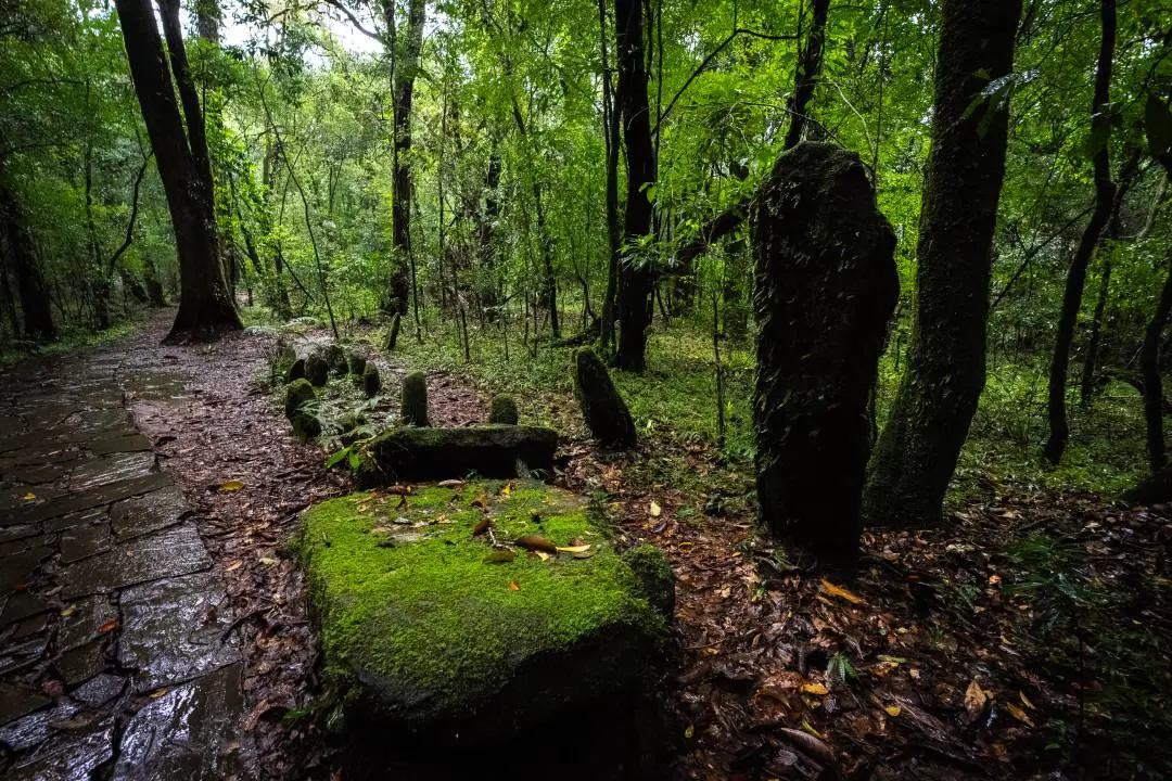 Mawphlang sacred forest