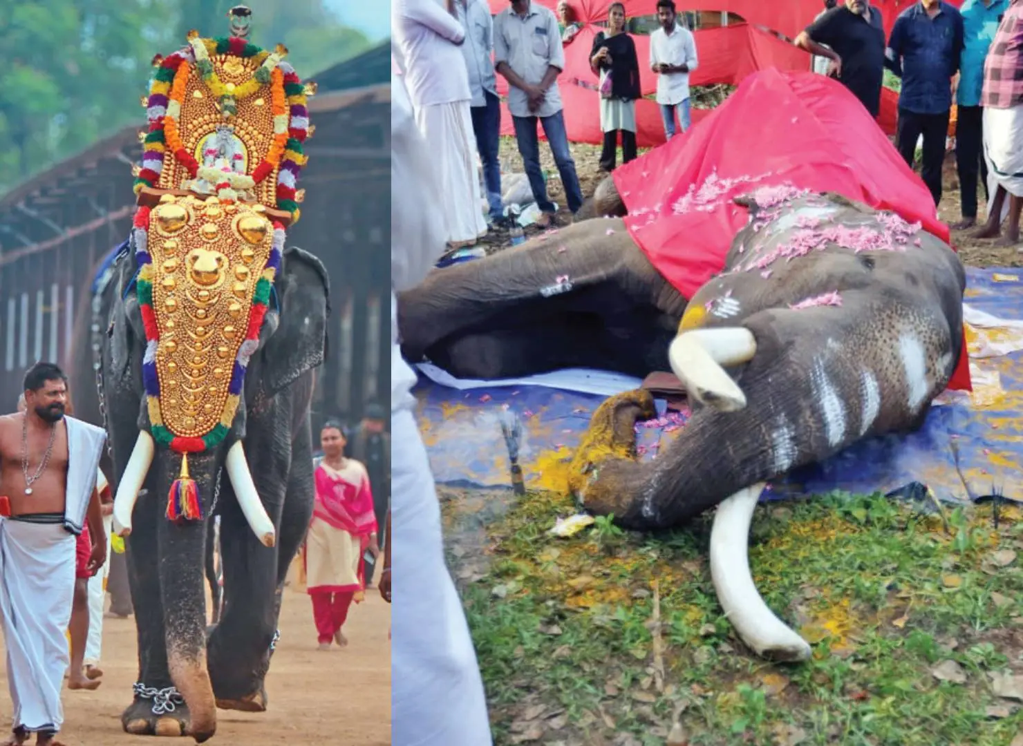 Tusker Vettikadu Chandrasekharan