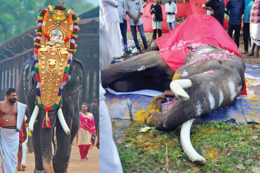 Animal rights organisations seek probe into increasing deaths of captive elephants in Kerala