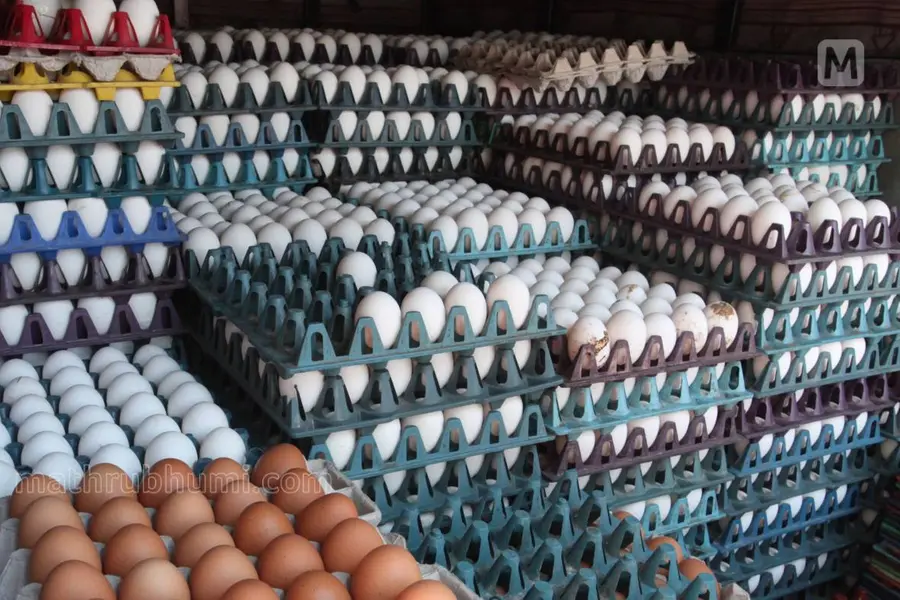 Availability of free-range country eggs in Kerala declines