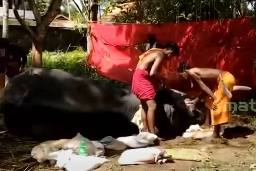 Tusker Vettikadu Chandrasekharan dies during Chengannur temple festival; allegations against TDB