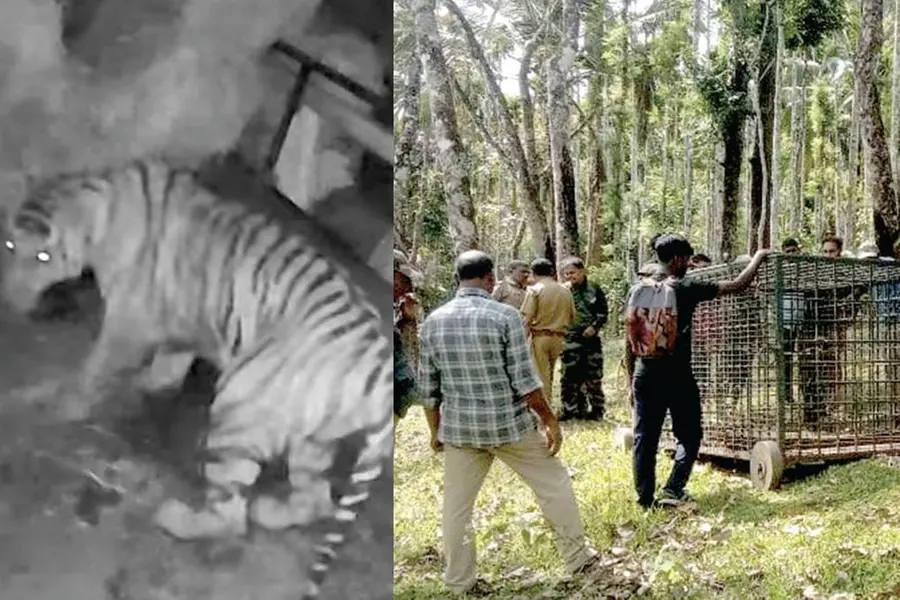 Another tiger prowls residential area in Wayanad; Locals in fear as forest dept sets up cage