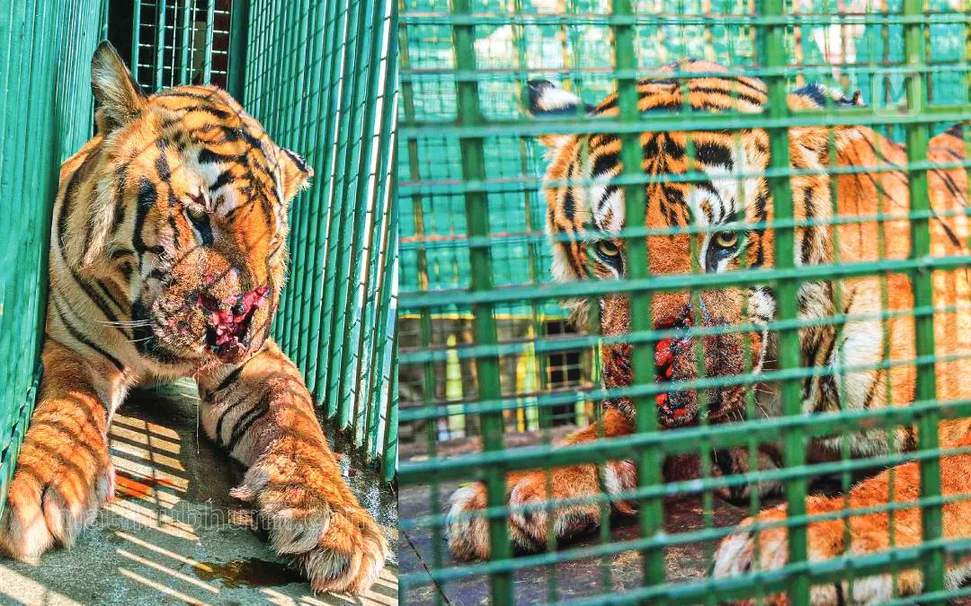 The injured tiger.