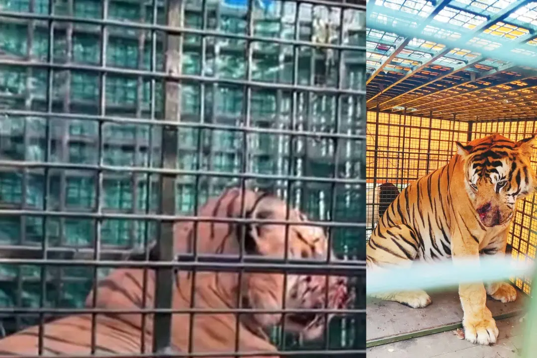 The tiger as it arrived in Thrissur.  | Screengrab - Mathrubhumi news