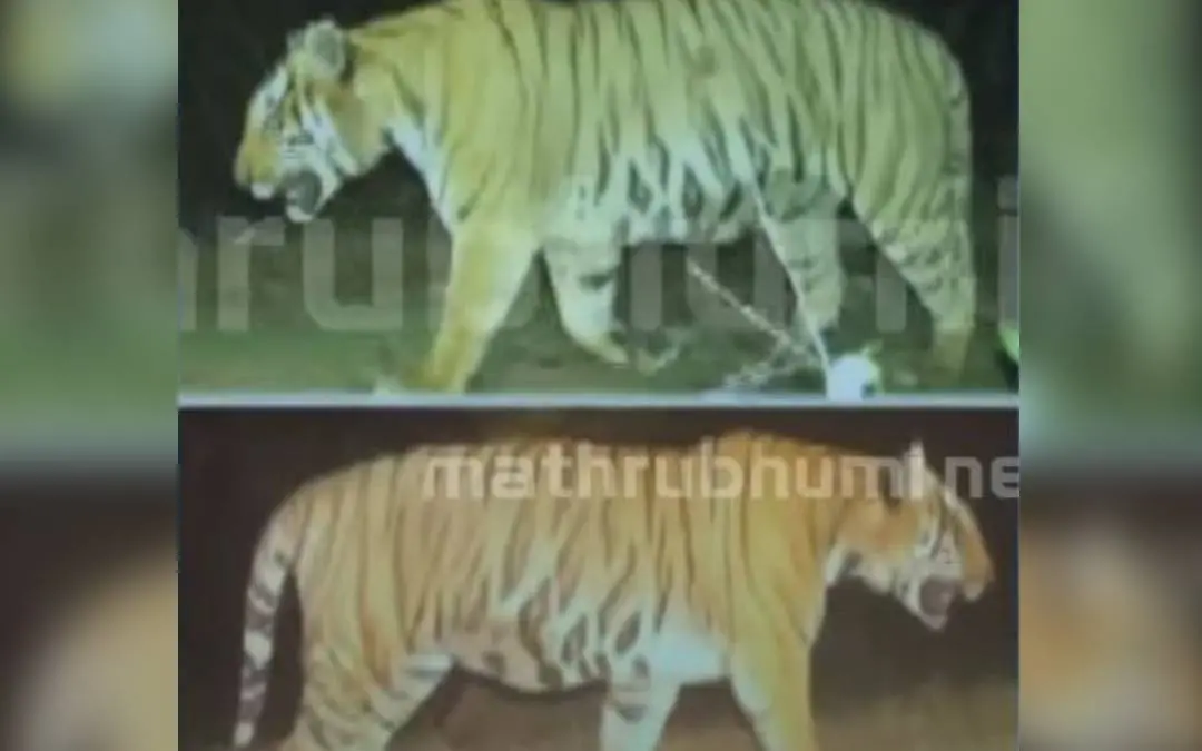 The man-eater tiger that was on prowl in Wayanad.  | Photo: Screengrab/Mathrubhumi News