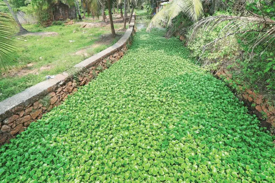 Turning environmentally destructive water hyacinths into a source of livelihood for scores of women