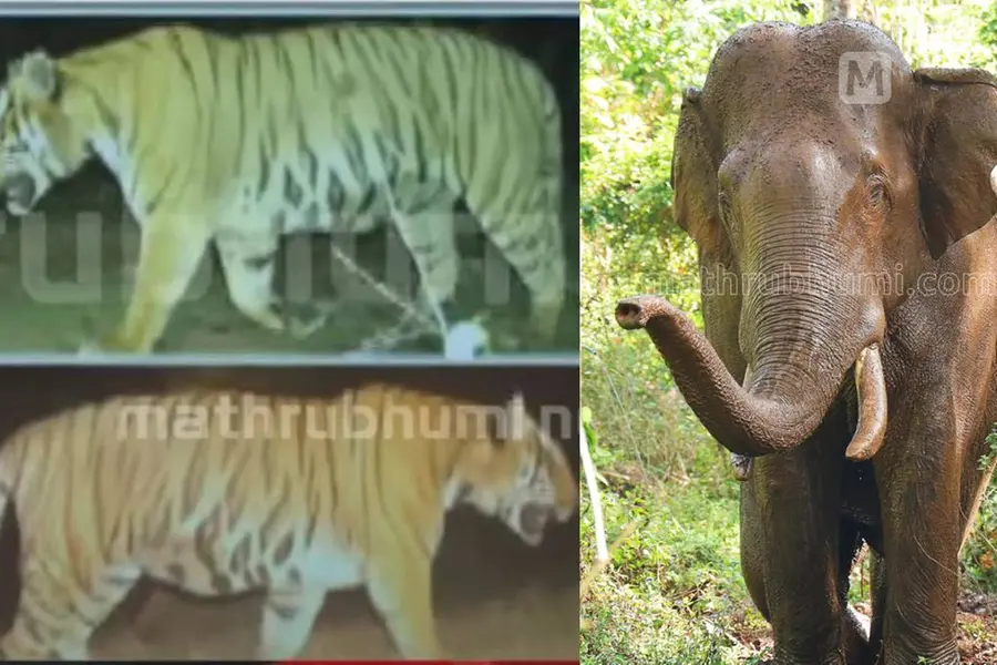 2 kumki elephants to help Kerala forest dept track Wayanad's man-eater