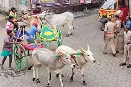 Bullock cart race held as prelude to Nava Kerala Sadas in Idukki turns unruly as 3 vehicles damaged
