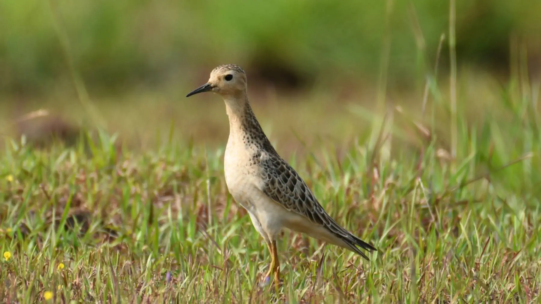 Buff-breasted sandpiper (Photo: Arranged)