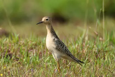 A birder’s delight- the sandpiper in Madayipara