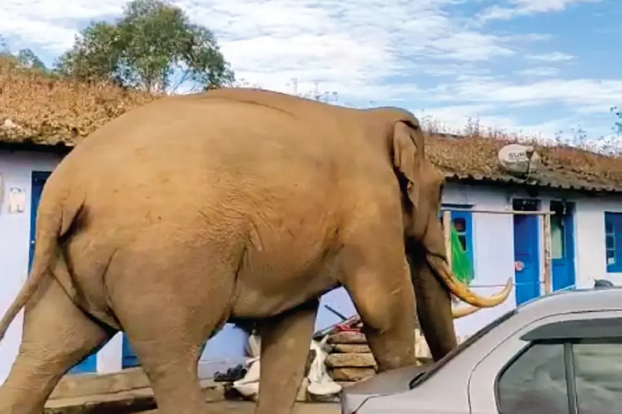 Wild tusker Padayappa creates panic in Devikulam, enters human settlement