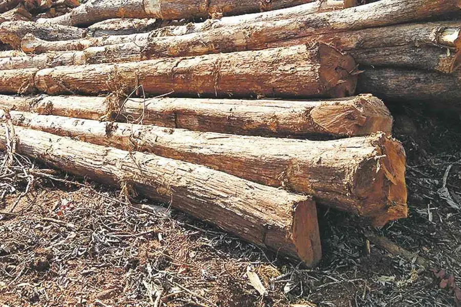 Finance department urges forest officials to auction off piled up wooden logs at depots