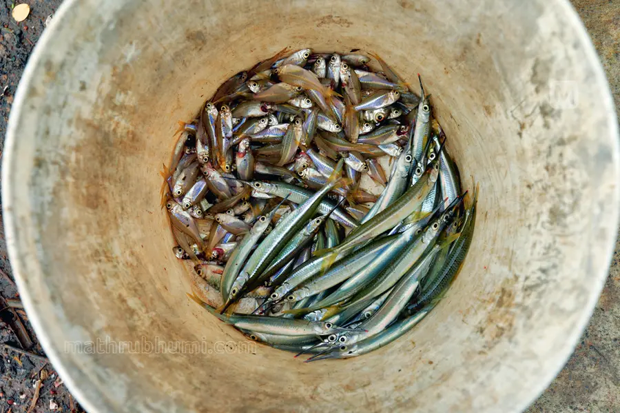 Boat owners slapped with heavy fine for catching juvenile fish